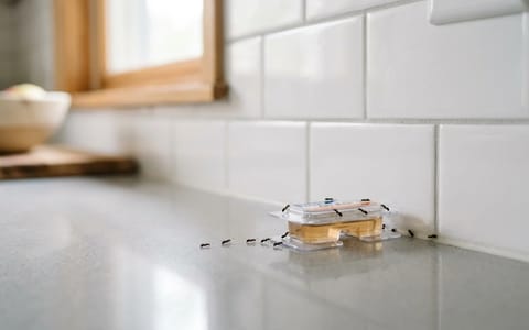 Liquid ant bait station placed on a kitchen counter near a backsplash