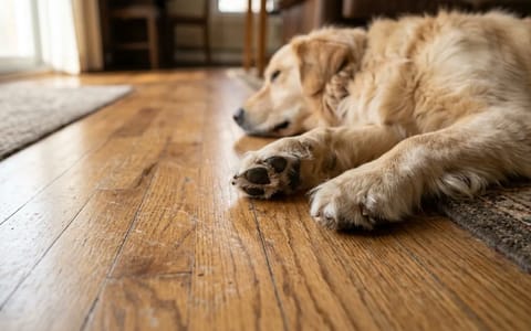 Dog paws resting on a hardwood floor with minor surface scratches visible in the light.