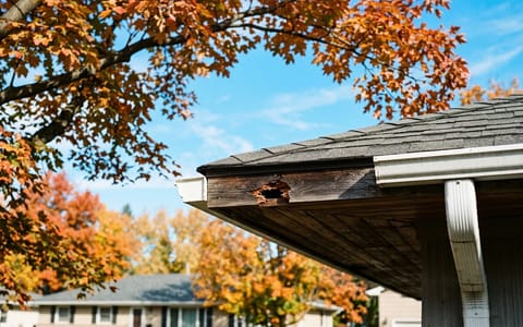 A gap in a home's wooden soffit where squirrels have chewed their way into the attic.