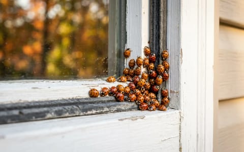A cluster of orange Asian lady beetles gathering on a white window frame during fall.