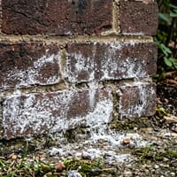 Efflorescence
