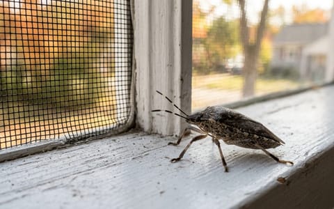 A brown stink bug sitting on a white indoor window sill next to a window screen