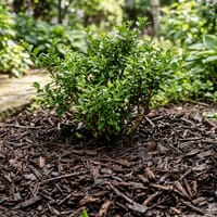 Mulch