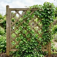 Trellis
